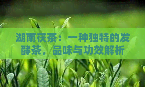 湖南茯茶：一种独特的发酵茶，品味与功效解析