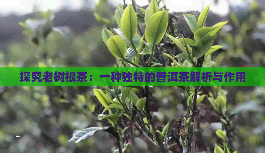 探究老树根茶：一种独特的普洱茶解析与作用