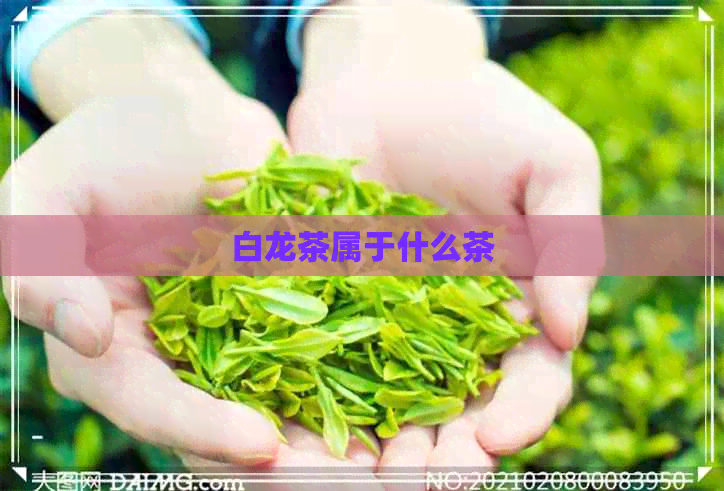 白龙茶属于什么茶