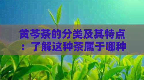 黄芩茶的分类及其特点：了解这种茶属于哪种茶类以及它的独特风味和功效