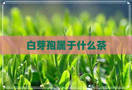 白芽孢属于什么茶