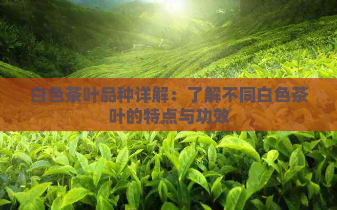 白色茶叶品种详解：了解不同白色茶叶的特点与功效