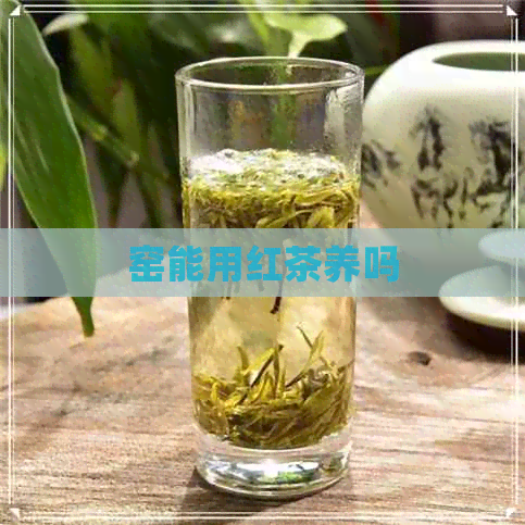 窑能用红茶养吗