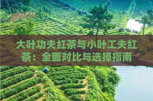 大叶功夫红茶与小叶工夫红茶：全面对比与选择指南