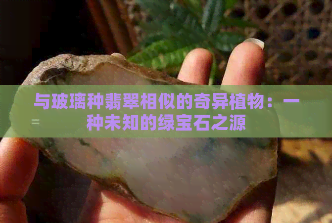 与玻璃种翡翠相似的奇异植物：一种未知的绿宝石之源