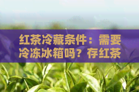 红茶冷藏条件：需要冷冻冰箱吗？存红茶的度和方式是什么？