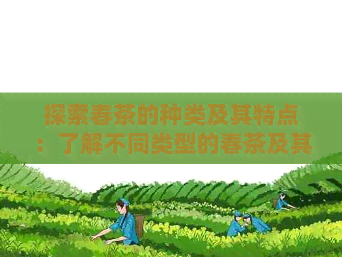 探索春茶的种类及其特点：了解不同类型的春茶及其口感