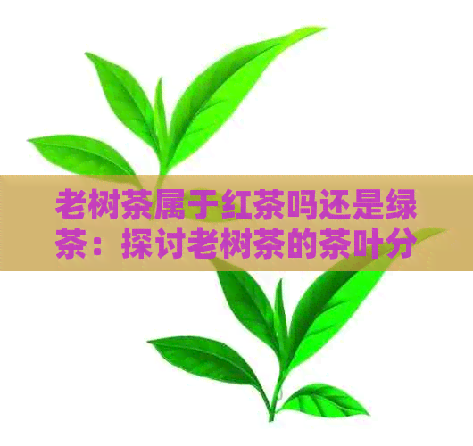 老树茶属于红茶吗还是绿茶：探讨老树茶的茶叶分类