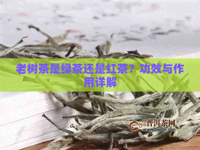 老树茶是绿茶还是红茶？功效与作用详解