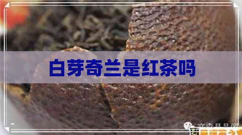 白芽奇兰是红茶吗