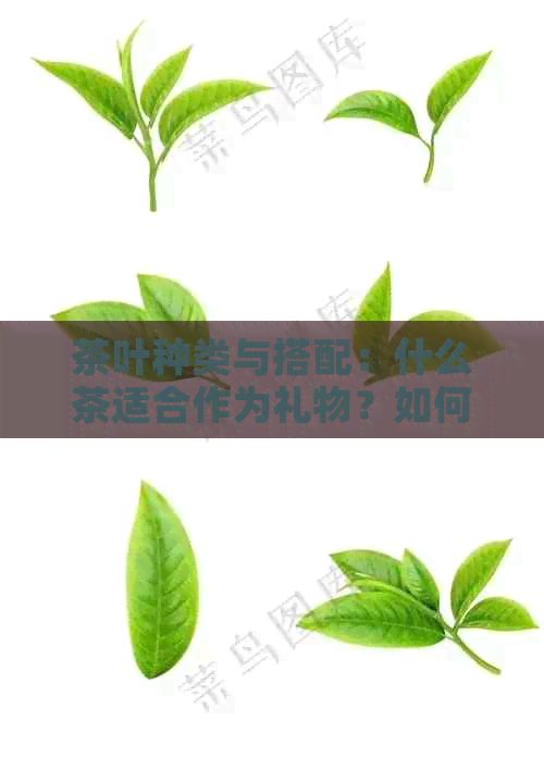 茶叶种类与搭配：什么茶适合作为礼物？如何选择最适合的茶叶送礼？