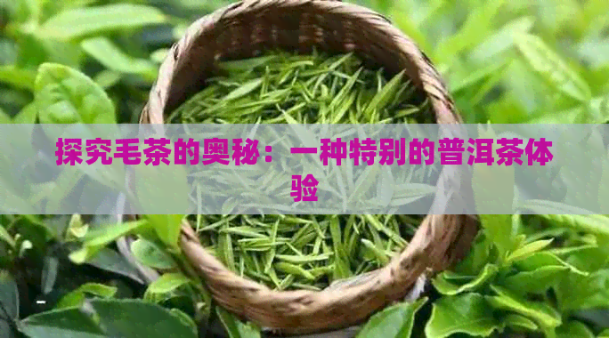 探究毛茶的奥秘：一种特别的普洱茶体验