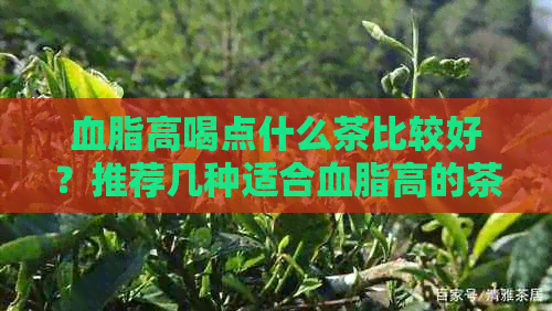 血脂高喝点什么茶比较好？推荐几种适合血脂高的茶饮