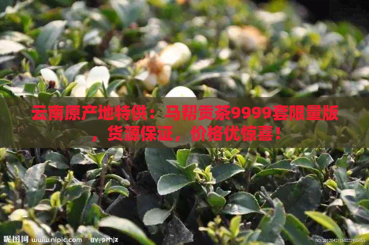 云南原产地特供：马帮贡茶9999套限量版，货源保证，价格优惊喜！