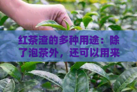 红茶渣的多种用途：除了泡茶外，还可以用来养花吗？