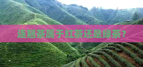 连翘茶属于红茶还是绿茶？