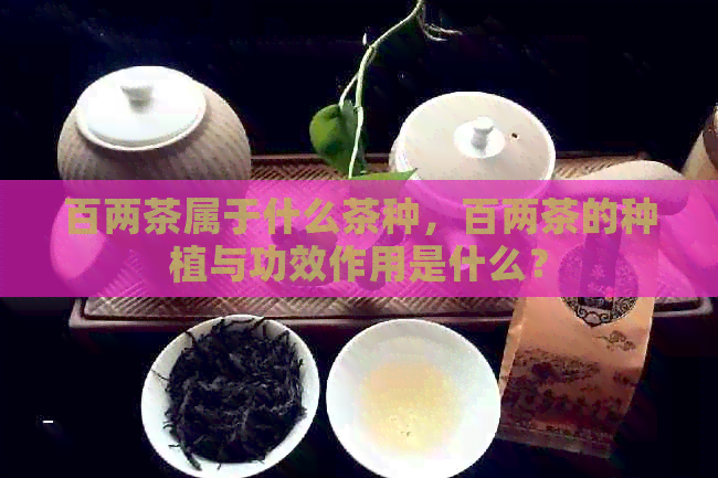 百两茶属于什么茶种，百两茶的种植与功效作用是什么？