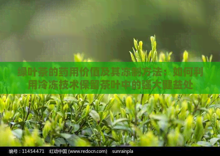 绿叶茶的药用价值及其冻制方法：如何利用冷冻技术保留茶叶中的强大健益处