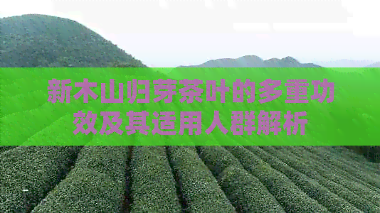 新木山归芽茶叶的多重功效及其适用人群解析