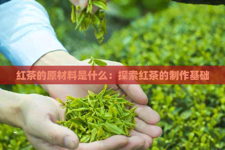 红茶的原材料是什么：探索红茶的制作基础