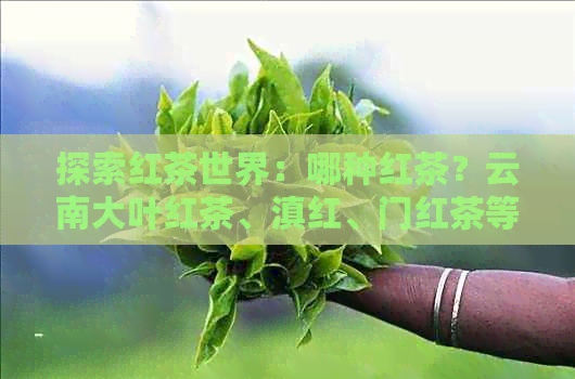 探索红茶世界：哪种红茶？云南大叶红茶、滇红、门红茶等品种特色解析