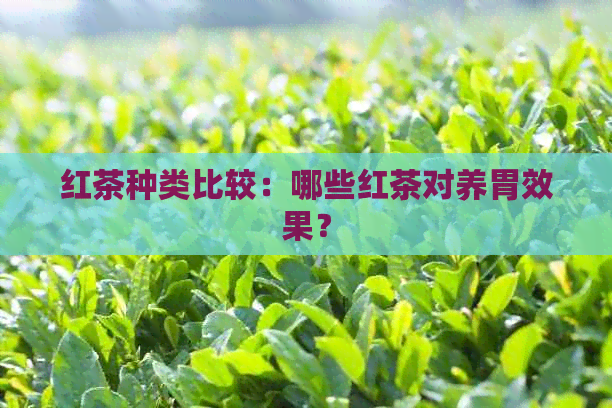 红茶种类比较：哪些红茶对养胃效果？