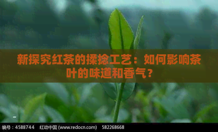 新探究红茶的揉捻工艺：如何影响茶叶的味道和香气？