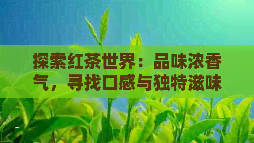 探索红茶世界：品味浓香气，寻找口感与独特滋味