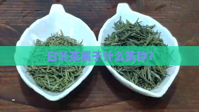 白叶茶属于什么茶种？