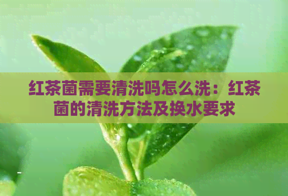 红茶菌需要清洗吗怎么洗：红茶菌的清洗方法及换水要求