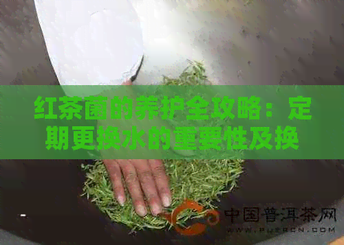 红茶菌的养护全攻略：定期更换水的重要性及换水周期解答