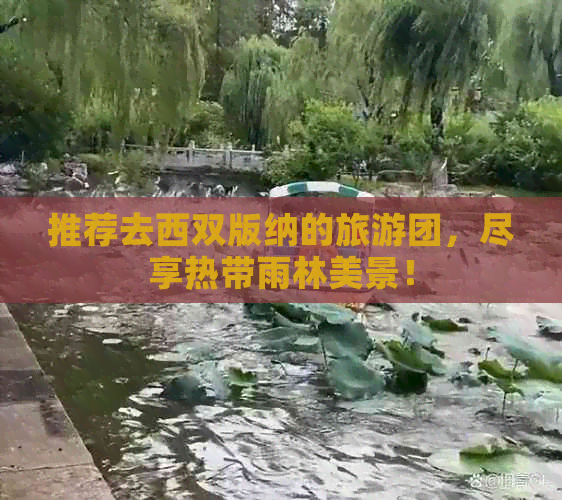 推荐去西双版纳的旅游团，尽享热带雨林美景！