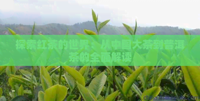 探索红茶的世界：从中国大茶到普洱茶的全面解读