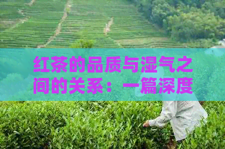 红茶的品质与湿气之间的关系：一篇深度解析