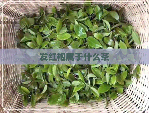 发红袍属于什么茶