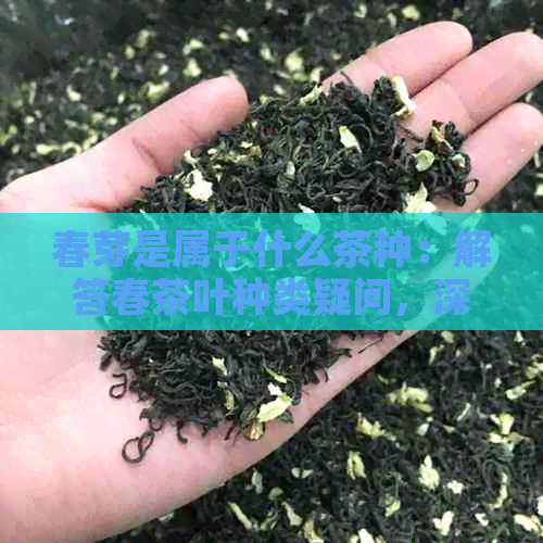 春芽是属于什么茶种：解答春茶叶种类疑问，深入剖析春芽茶的特性和口感