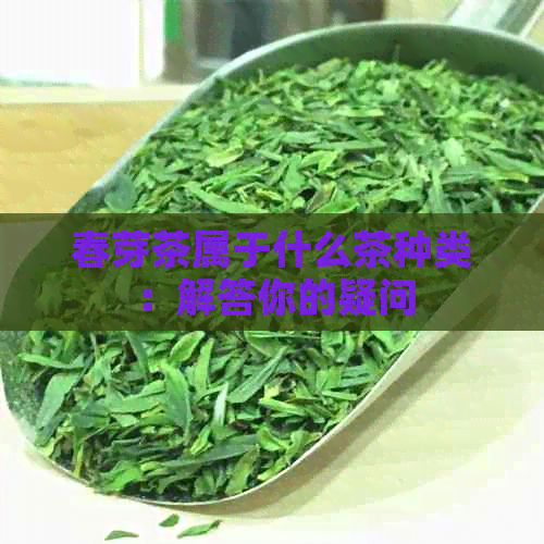 春芽茶属于什么茶种类：解答你的疑问