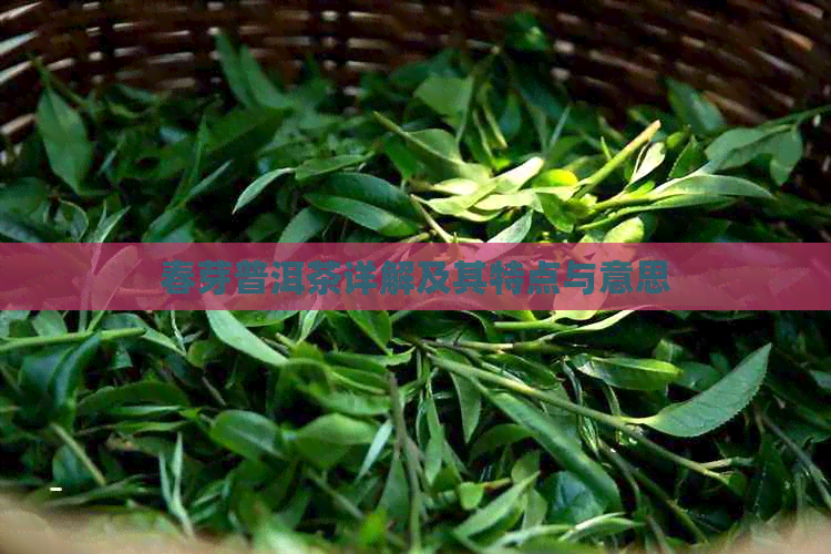 春芽普洱茶详解及其特点与意思