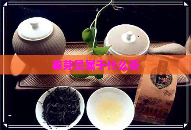 春芽是属于什么茶