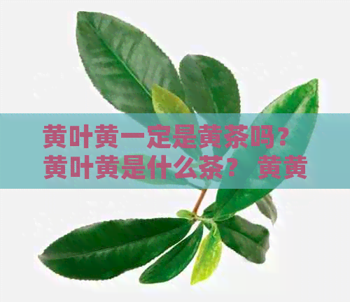 黄叶黄一定是黄茶吗？ 黄叶黄是什么茶？ 黄黄叶指的是乌龙茶吗？