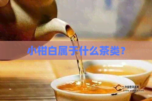 小柑白属于什么茶类？