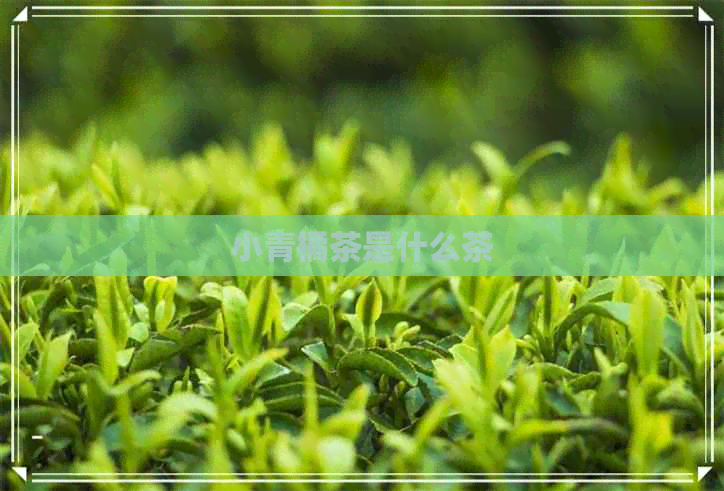 小青橘茶是什么茶