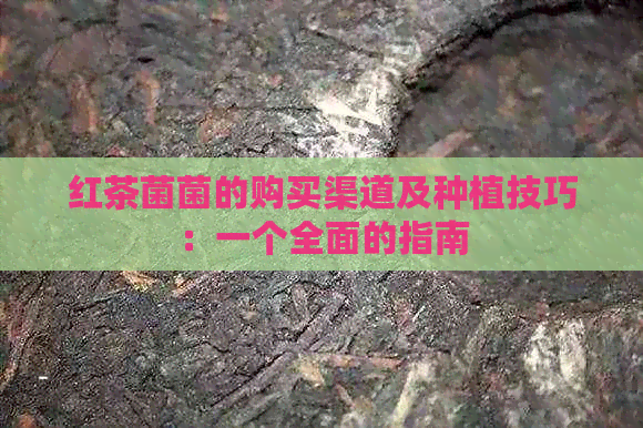 红茶菌菌的购买渠道及种植技巧：一个全面的指南