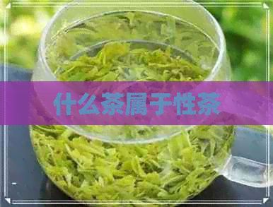 什么茶属于性茶