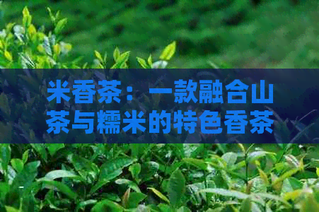 米香茶：一款融合山茶与糯米的特色香茶品种解析及百科介绍