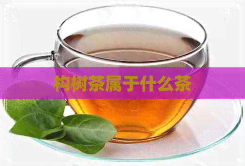 构树茶属于什么茶