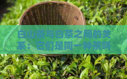 白山茶与白茶之间的关系：它们是同一种茶吗？