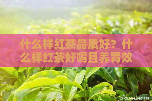 什么样红茶品质好？什么样红茶好喝且养胃效果好？