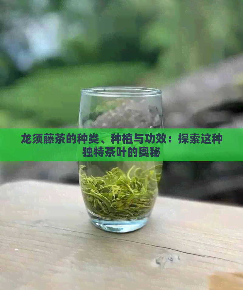 龙须藤茶的种类、种植与功效：探索这种独特茶叶的奥秘