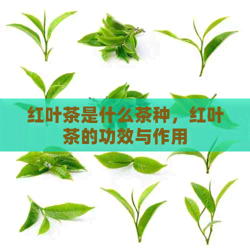 红叶茶是什么茶种，红叶茶的功效与作用